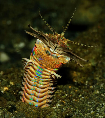 IMAGE OF A. BOBBIT WORM POKING ITS. HEAD OUT OF ITS BURROW