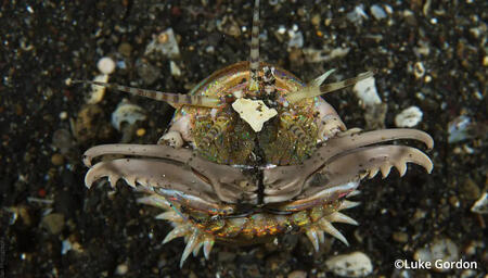PICTURE OF A. BOBBIT WORM WITH ITS OPEN. JAWS FACING THE CAMERA